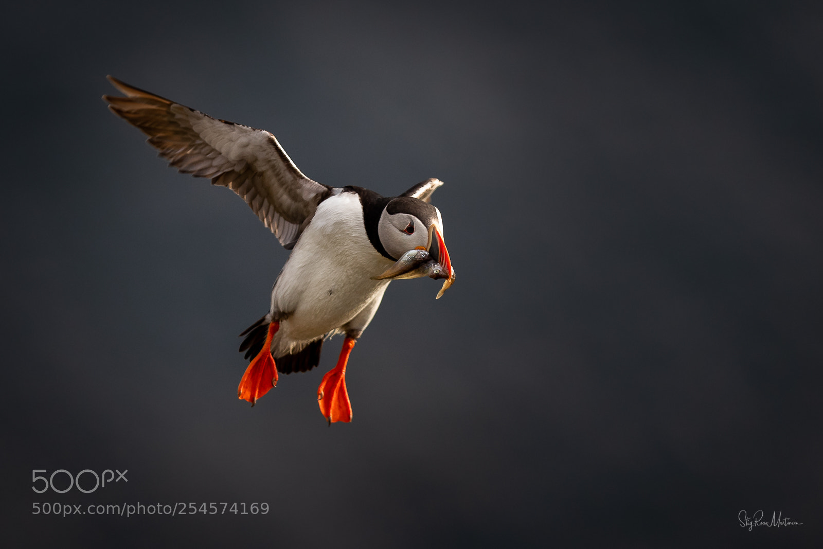 Canon EOS-1D X Mark II sample photo. Lundefugl (fratercula arctica) photography