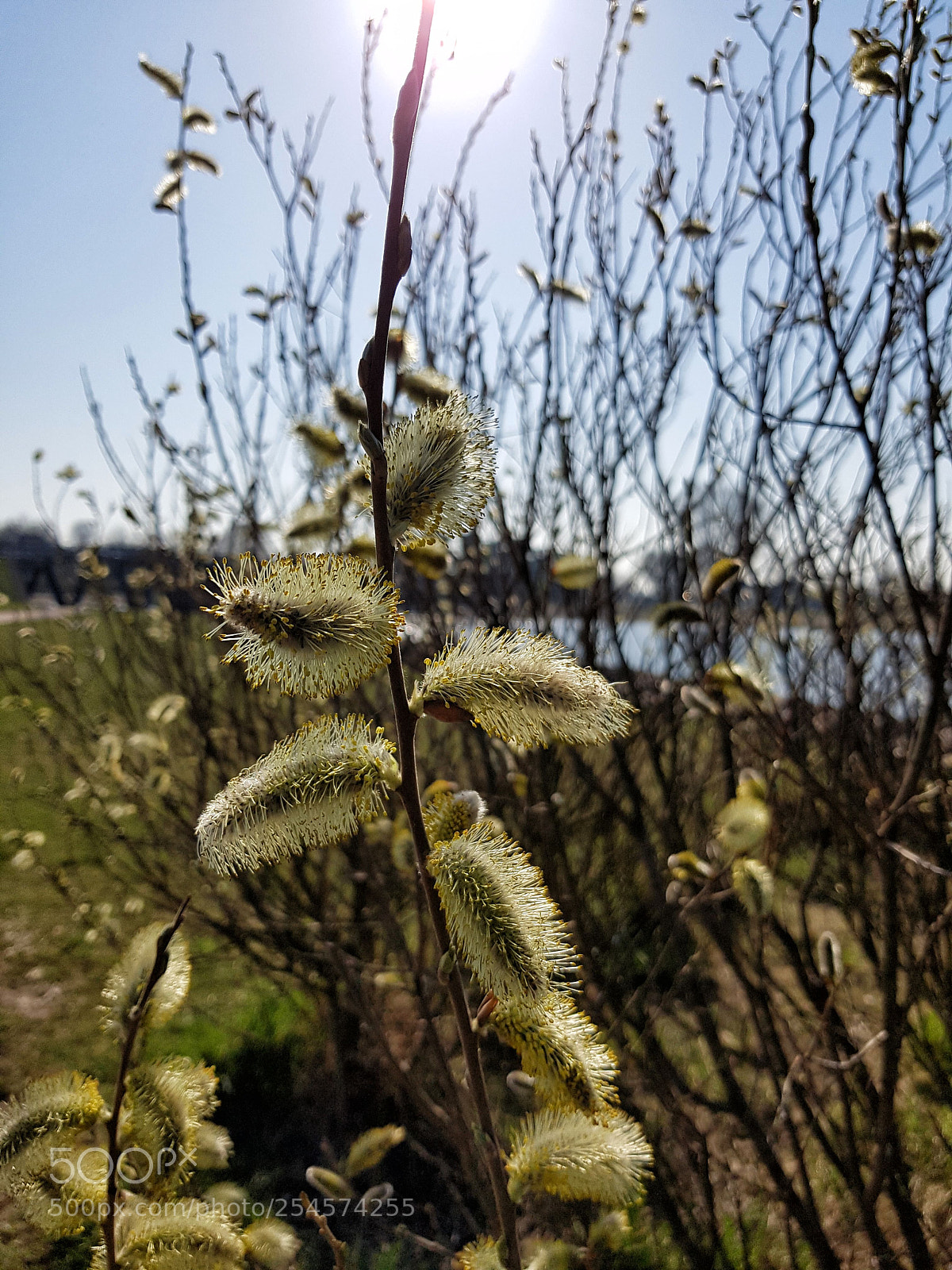 Samsung Galaxy S7 sample photo. Spring in copenhagen photography