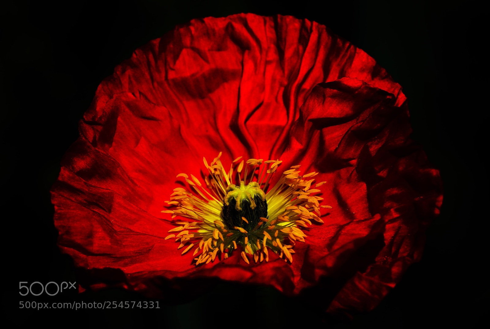 Sony SLT-A77 sample photo. Poppy art photography