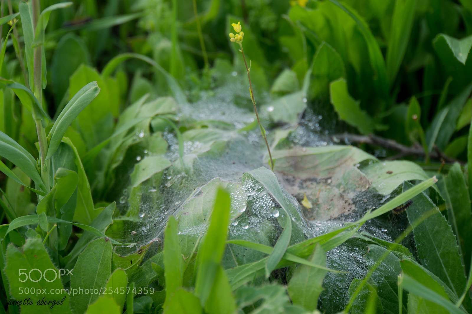 Sony a6000 sample photo. Morning dew photography