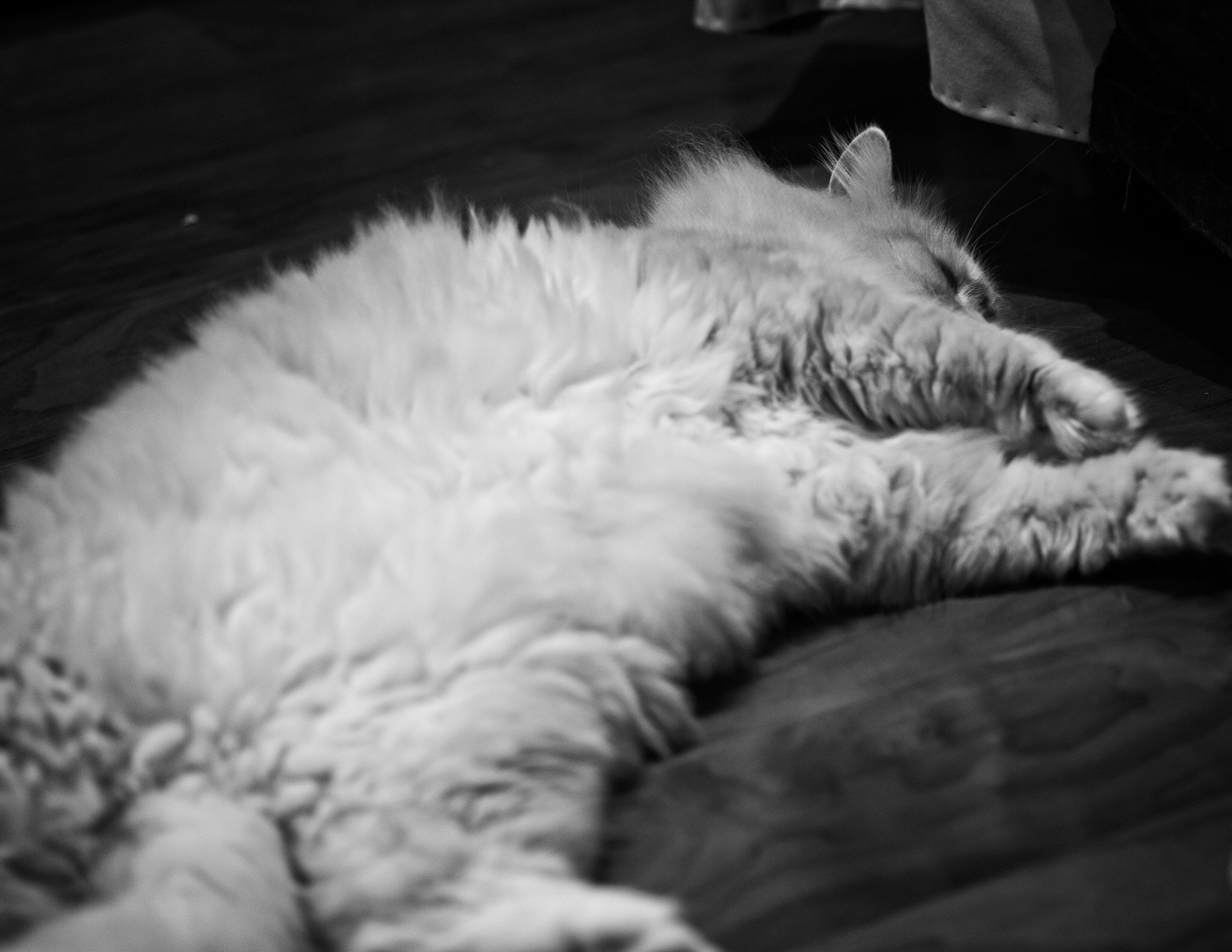 Pentax 645Z sample photo. Sleeping  photography