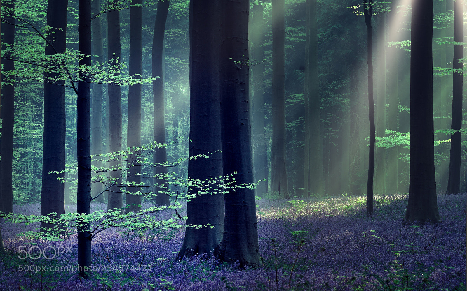 Fujifilm X-T2 sample photo. The blue forest photography