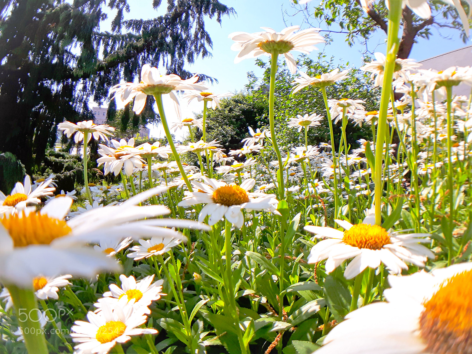 Samsung Galaxy S5 Neo sample photo. Sunny daisies photography