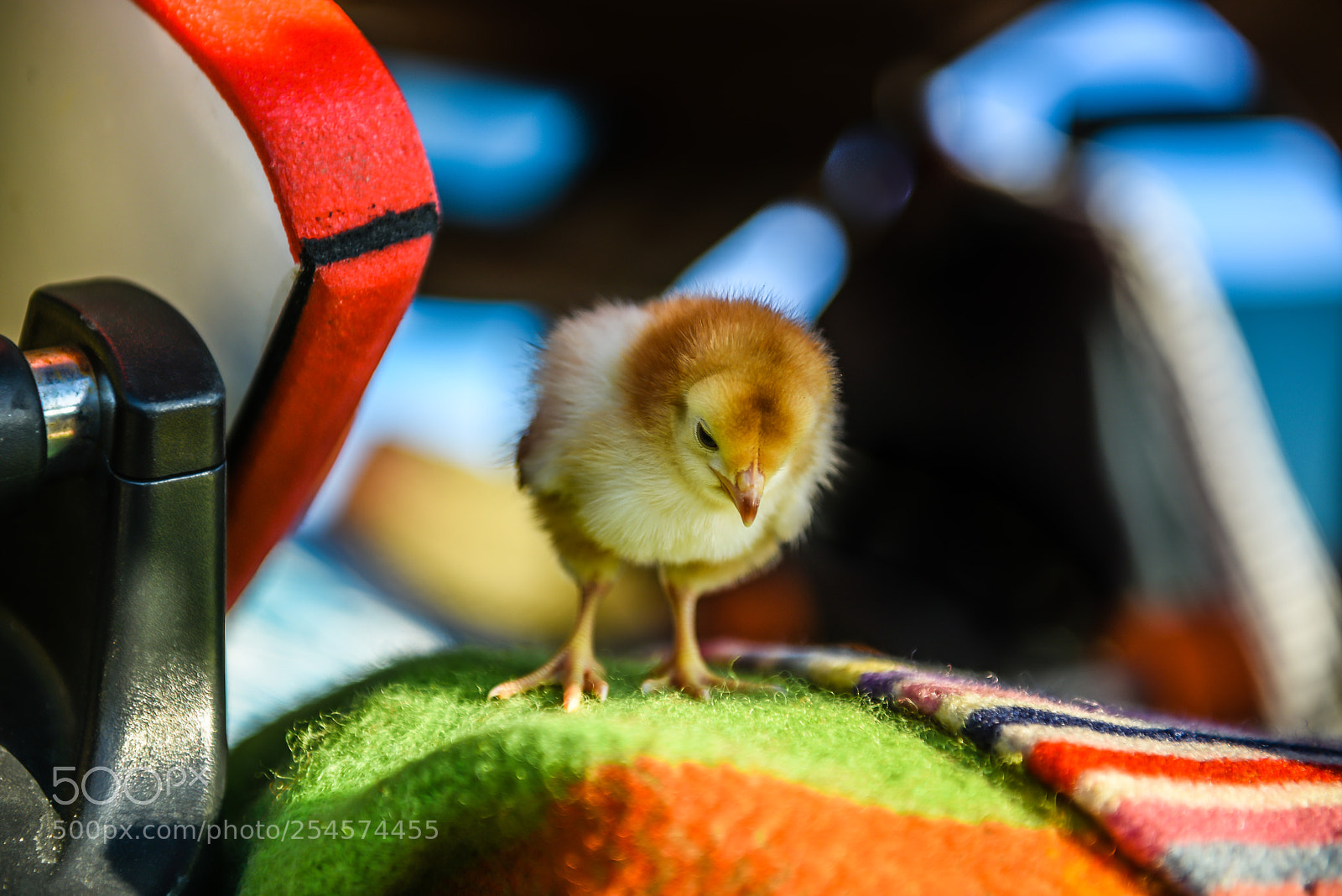 Nikon D810 sample photo. Tiny explorations photography