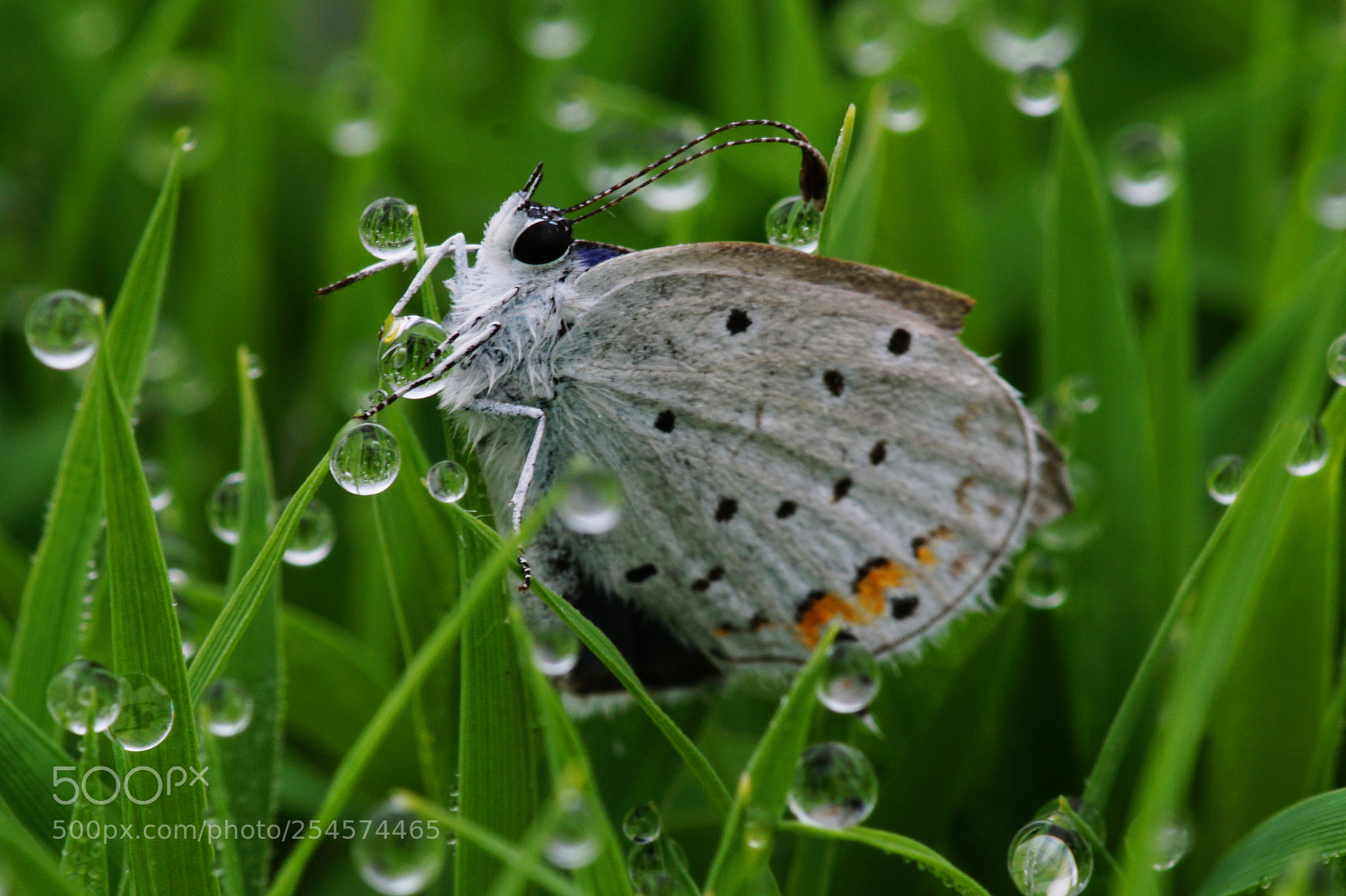 Sony ILCA-77M2 sample photo. Butterfly and polka dots photography