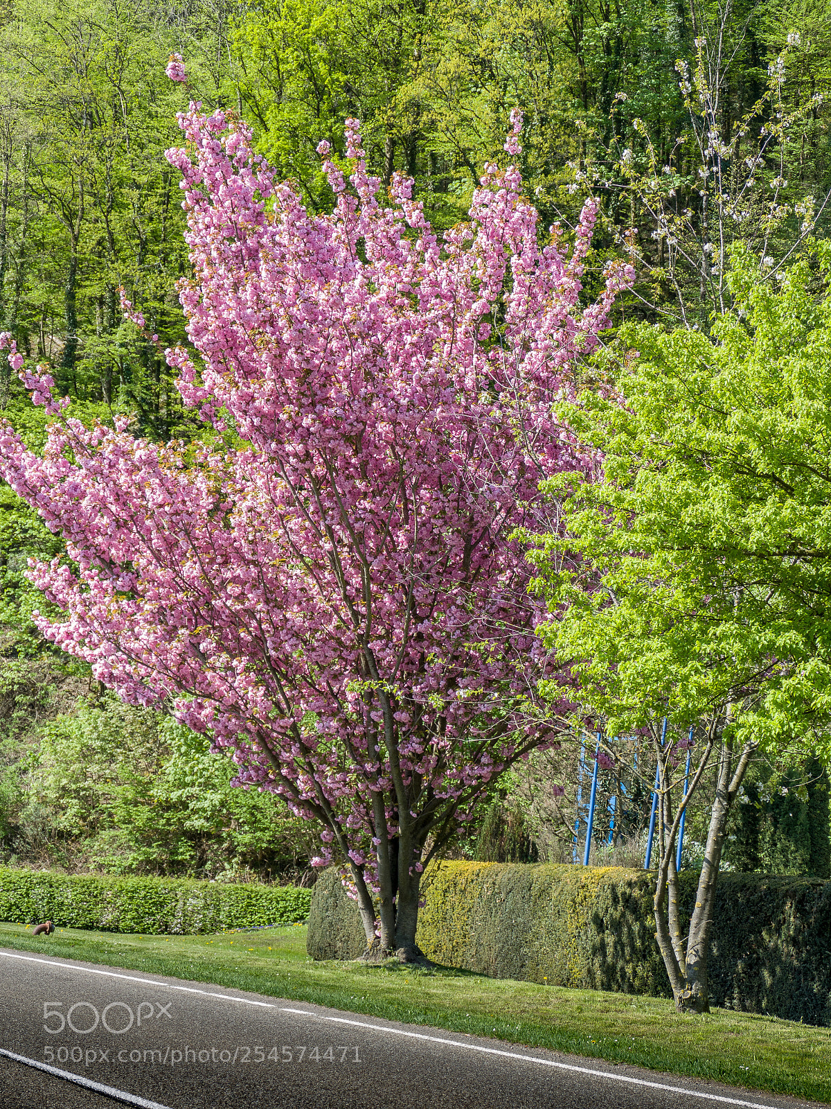 Panasonic Lumix DMC-FZ1000 sample photo. Flower tree photography