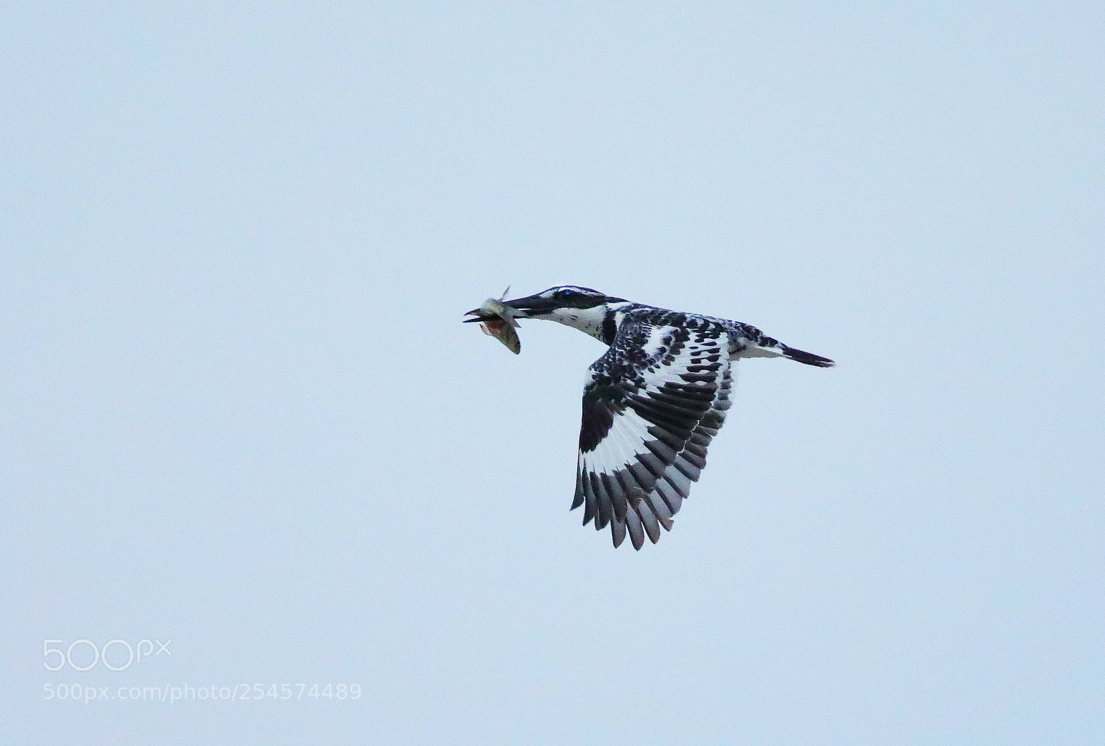 Canon EOS 5D Mark IV sample photo. Pied kingfisher photography