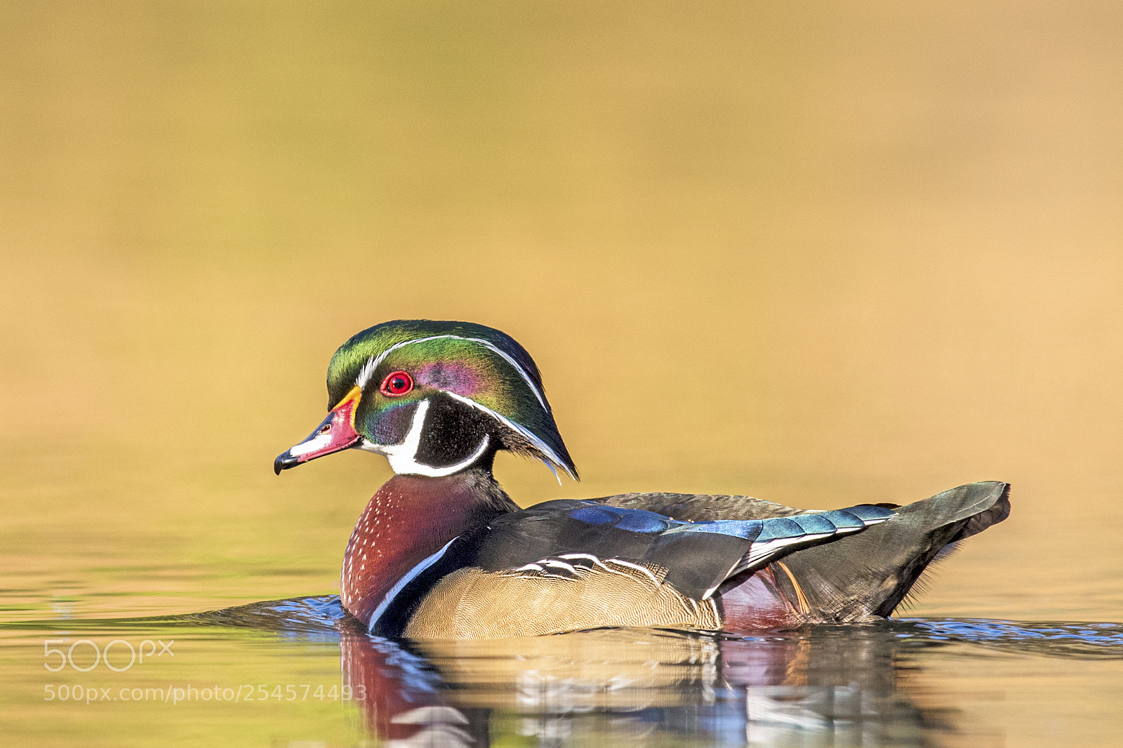 Nikon D810 sample photo. Wood duck photography