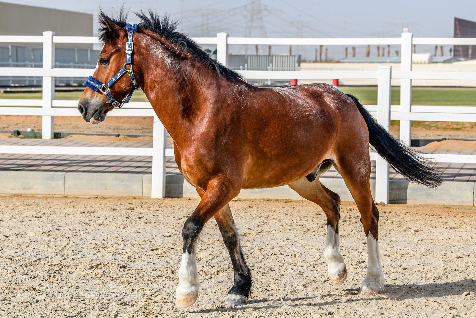 Nikon D850 sample photo. Trotting horse photography