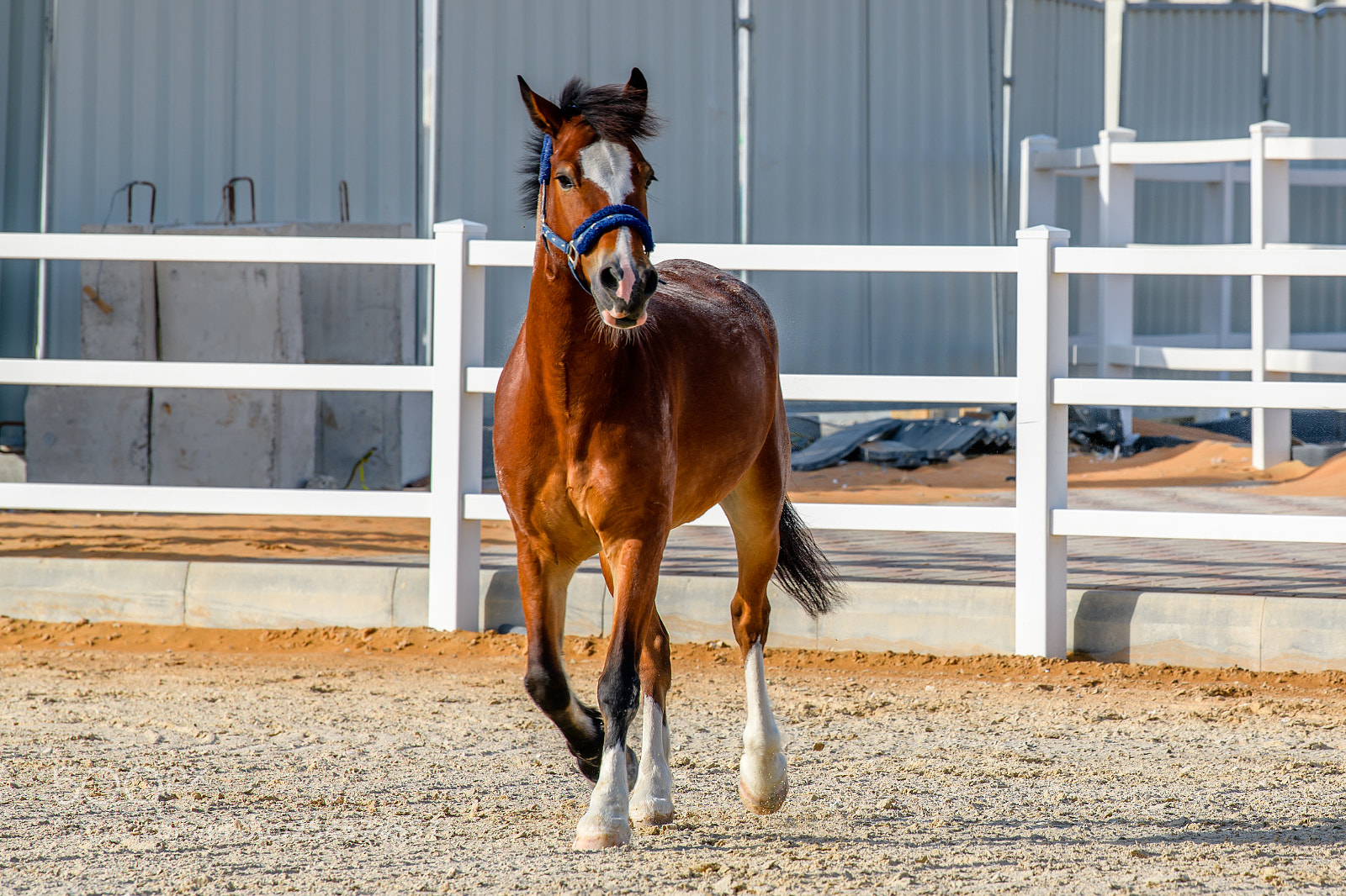 Nikon D850 sample photo. Trotting horse photography