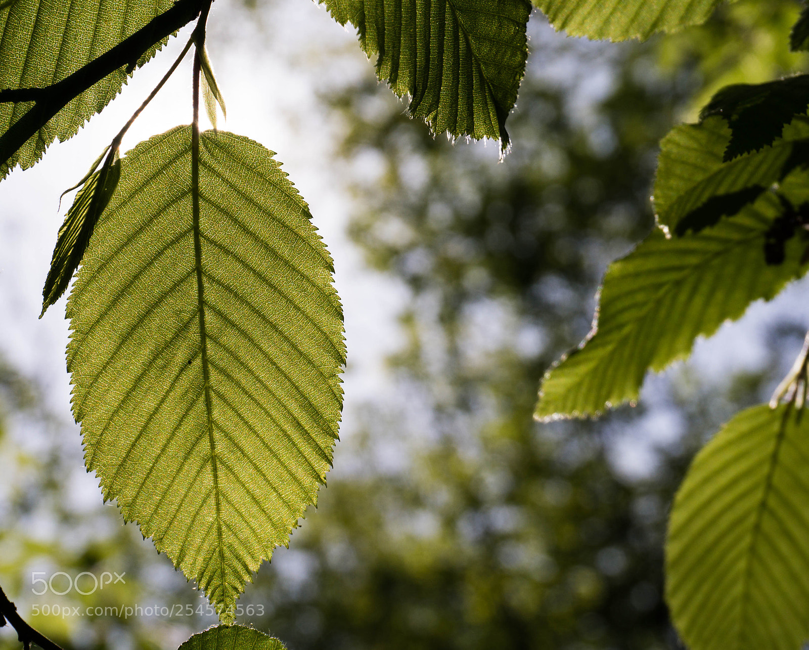 Sony a6000 sample photo. Leaf photography