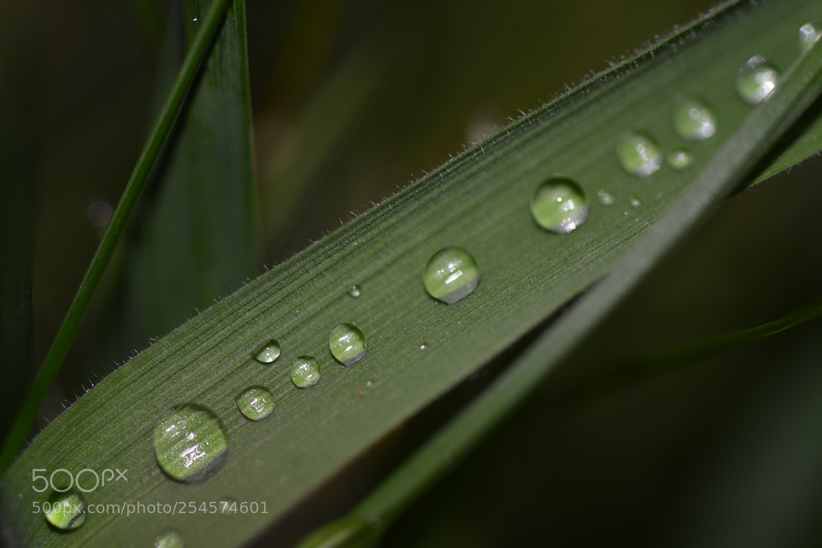 Nikon D800 sample photo. Dew photography