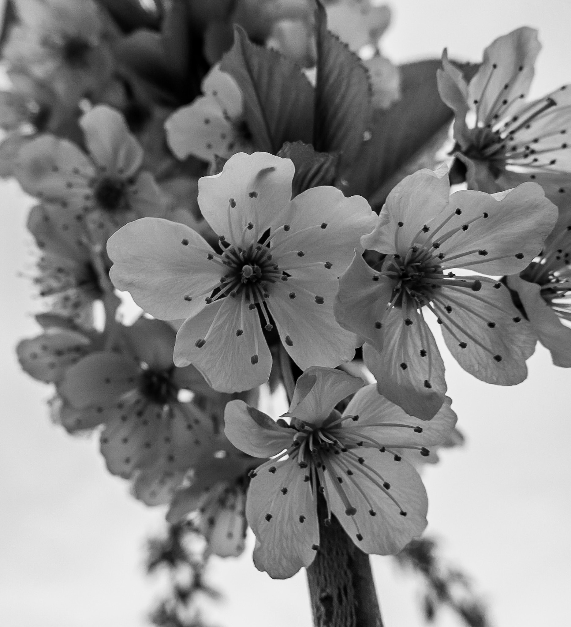 Canon PowerShot G1 X Mark II sample photo. Seeing spots photography