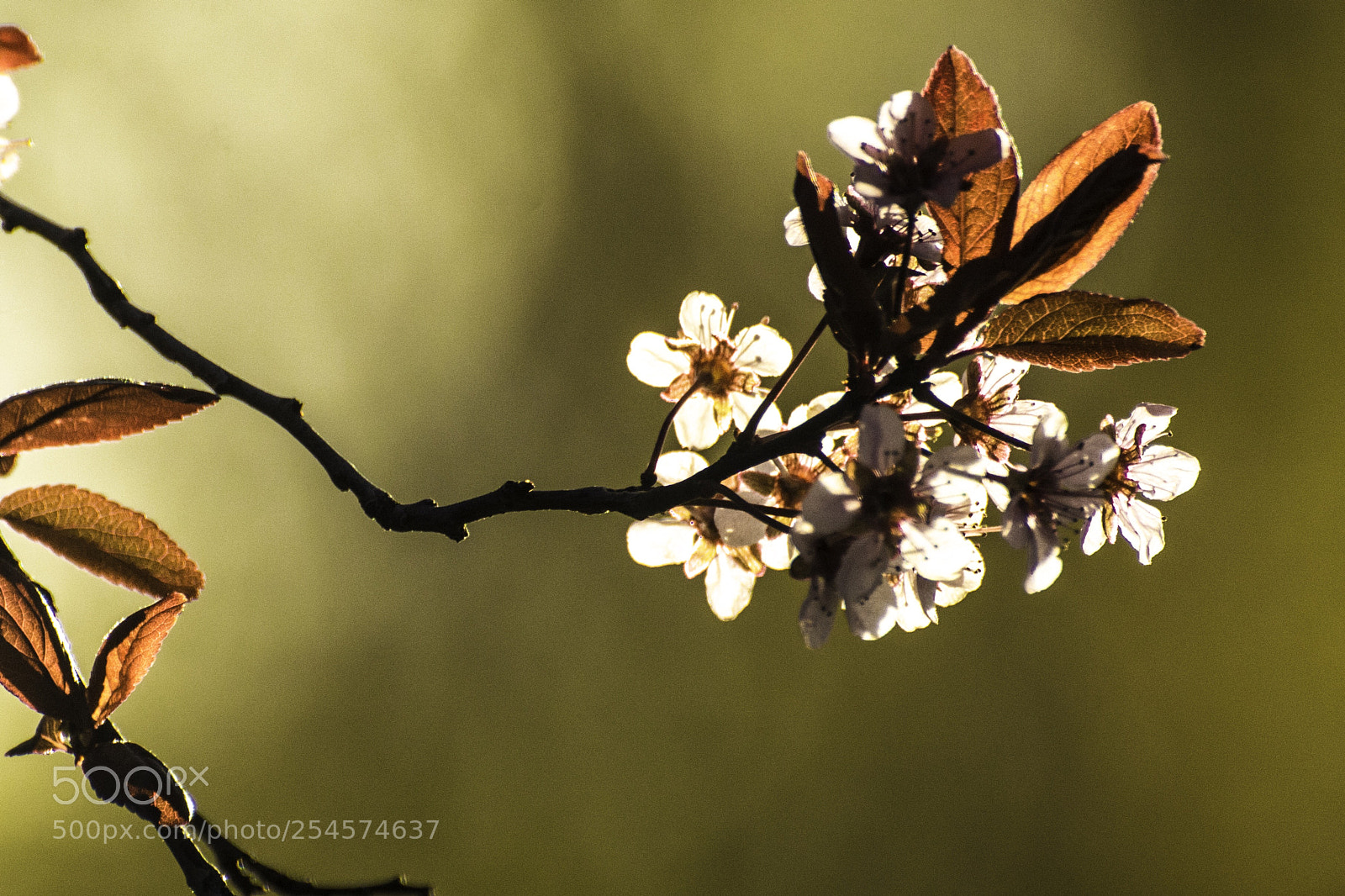 Nikon D7100 sample photo. Blossoms bathed in sunlight photography