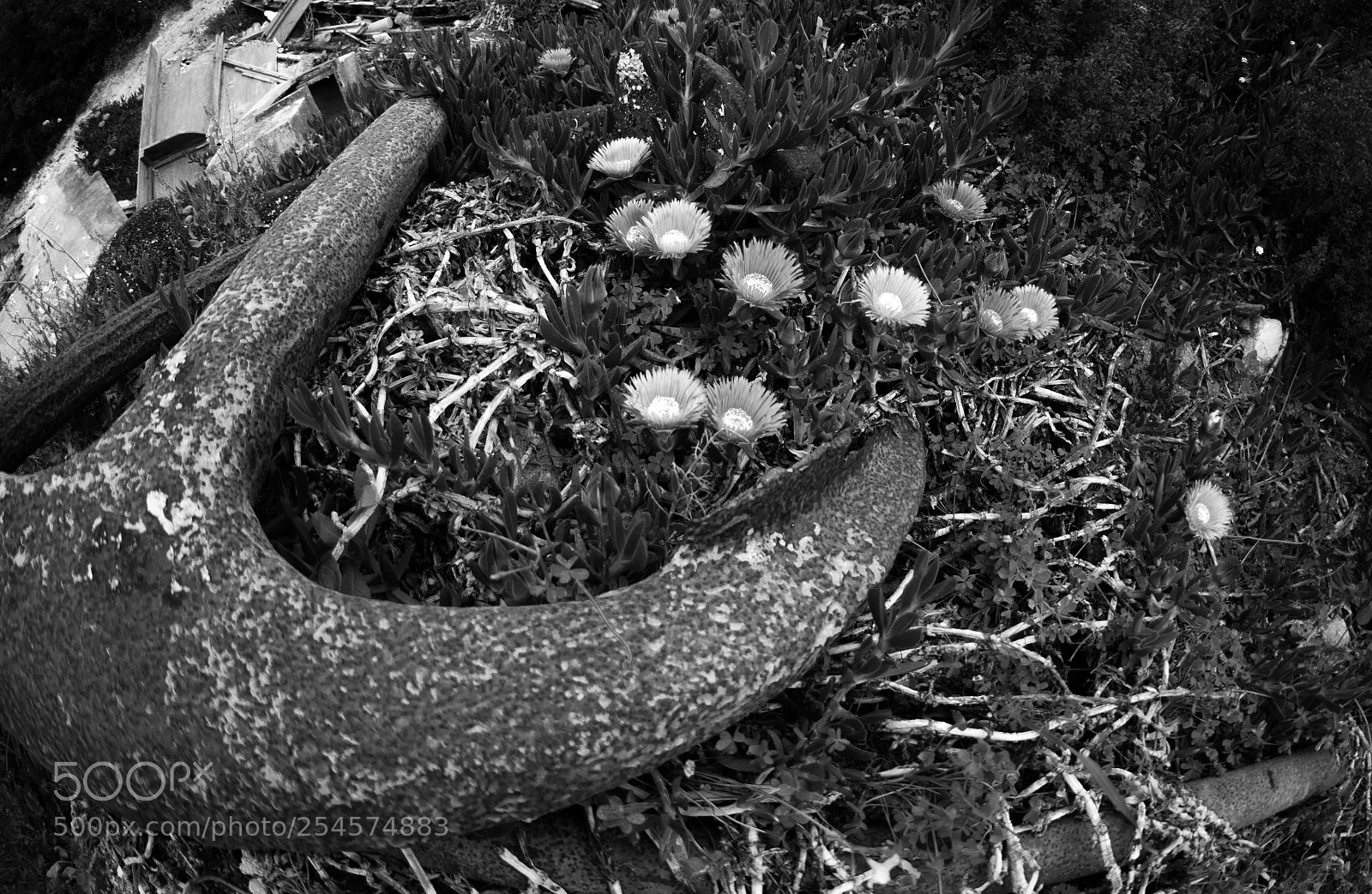 Nikon D7000 sample photo. Abandoned anchor photography