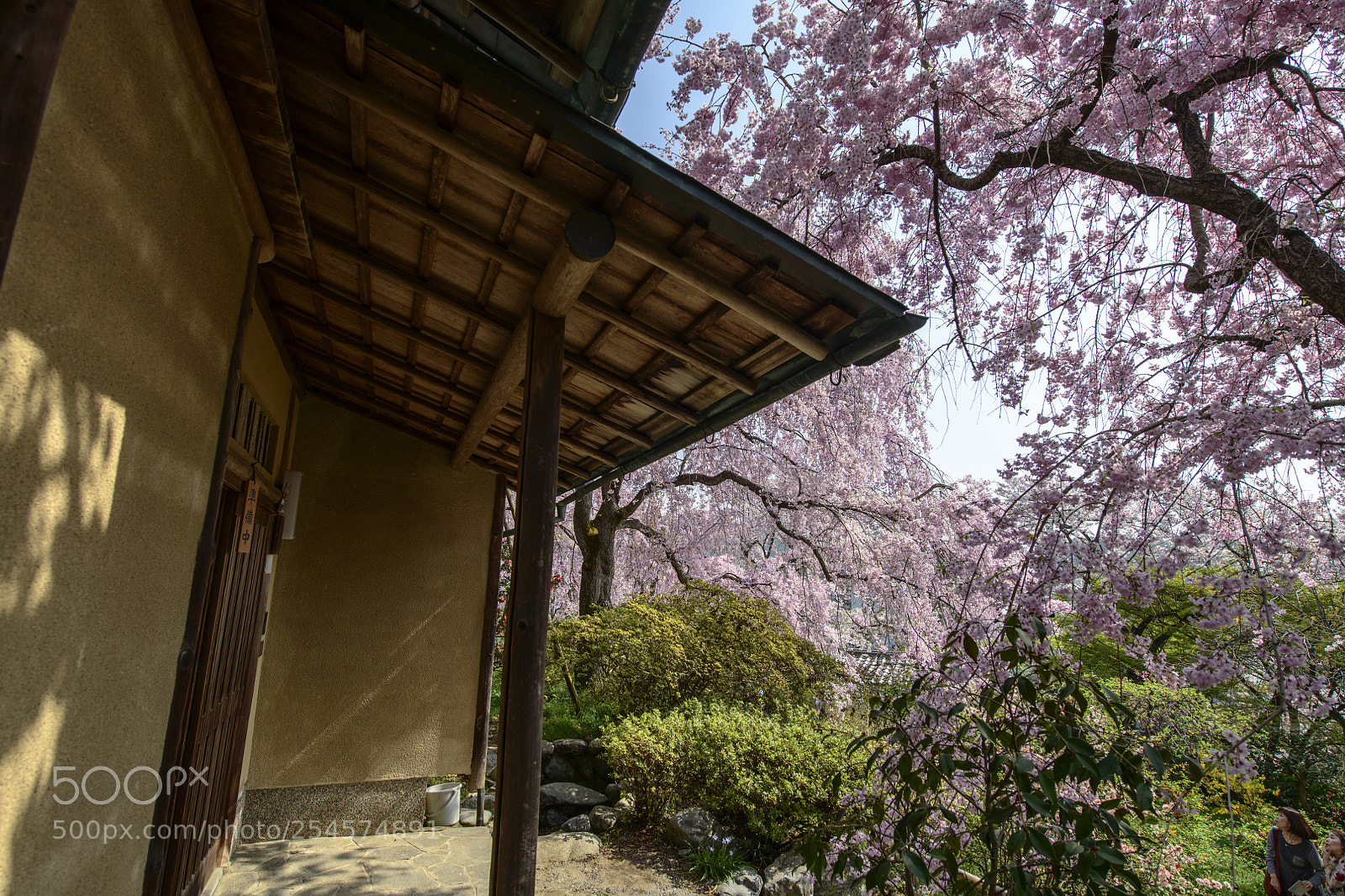 Nikon D850 sample photo. Sakura garden haradani-en (原谷苑) photography