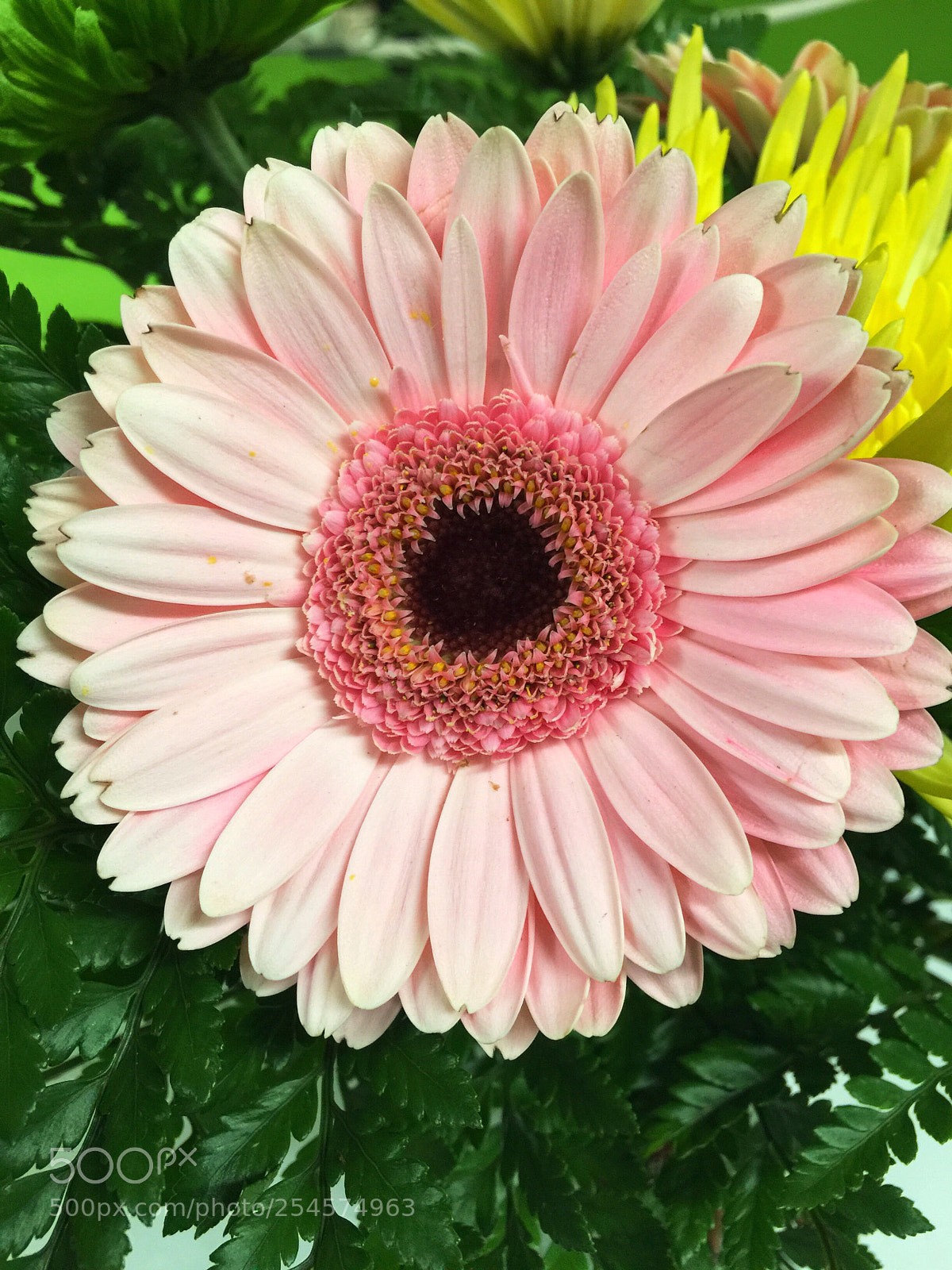 Apple iPhone 6 Plus sample photo. Today’s flower ?  photography