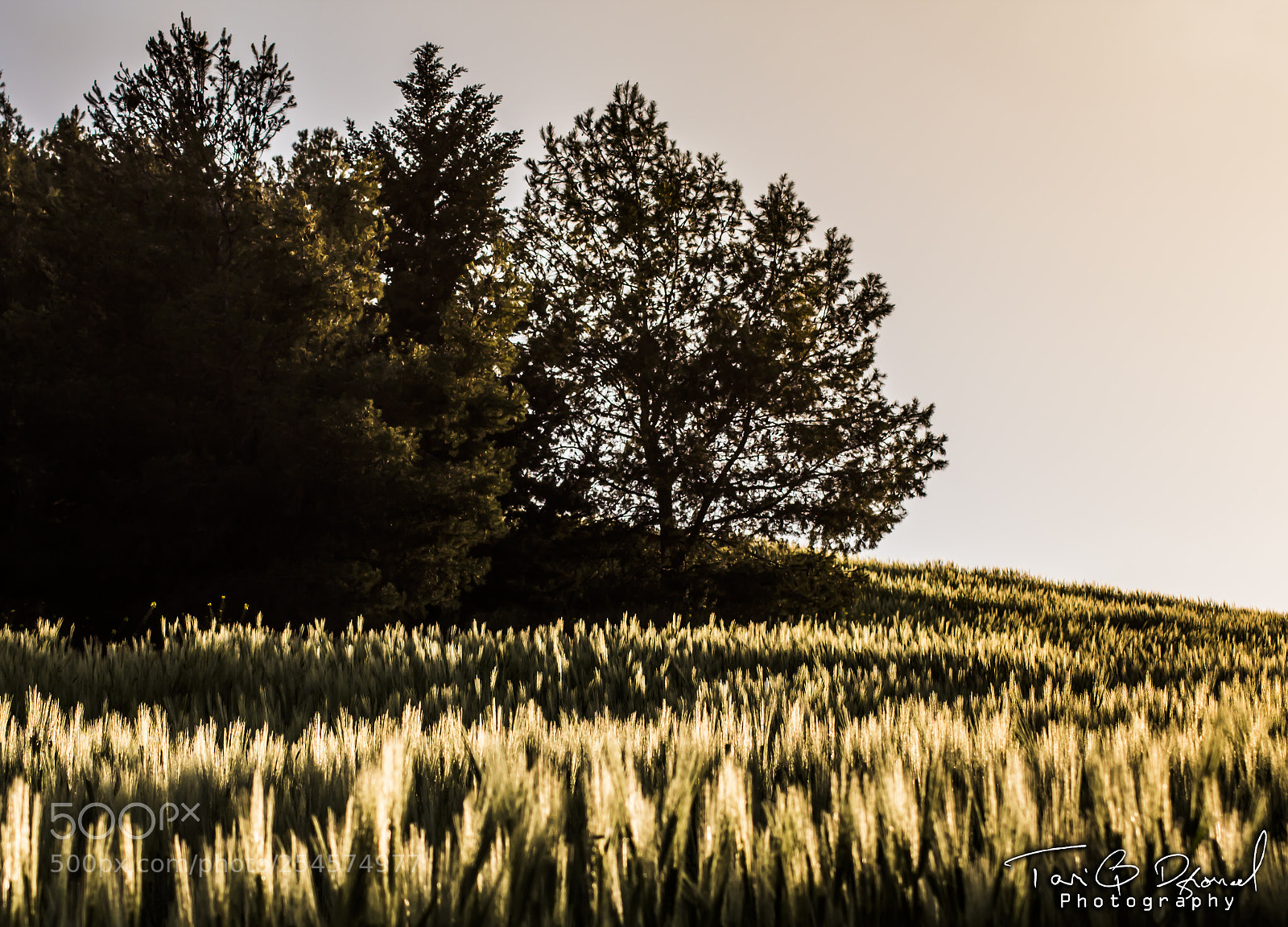 Canon EOS 700D (EOS Rebel T5i / EOS Kiss X7i) sample photo. Sunset photography