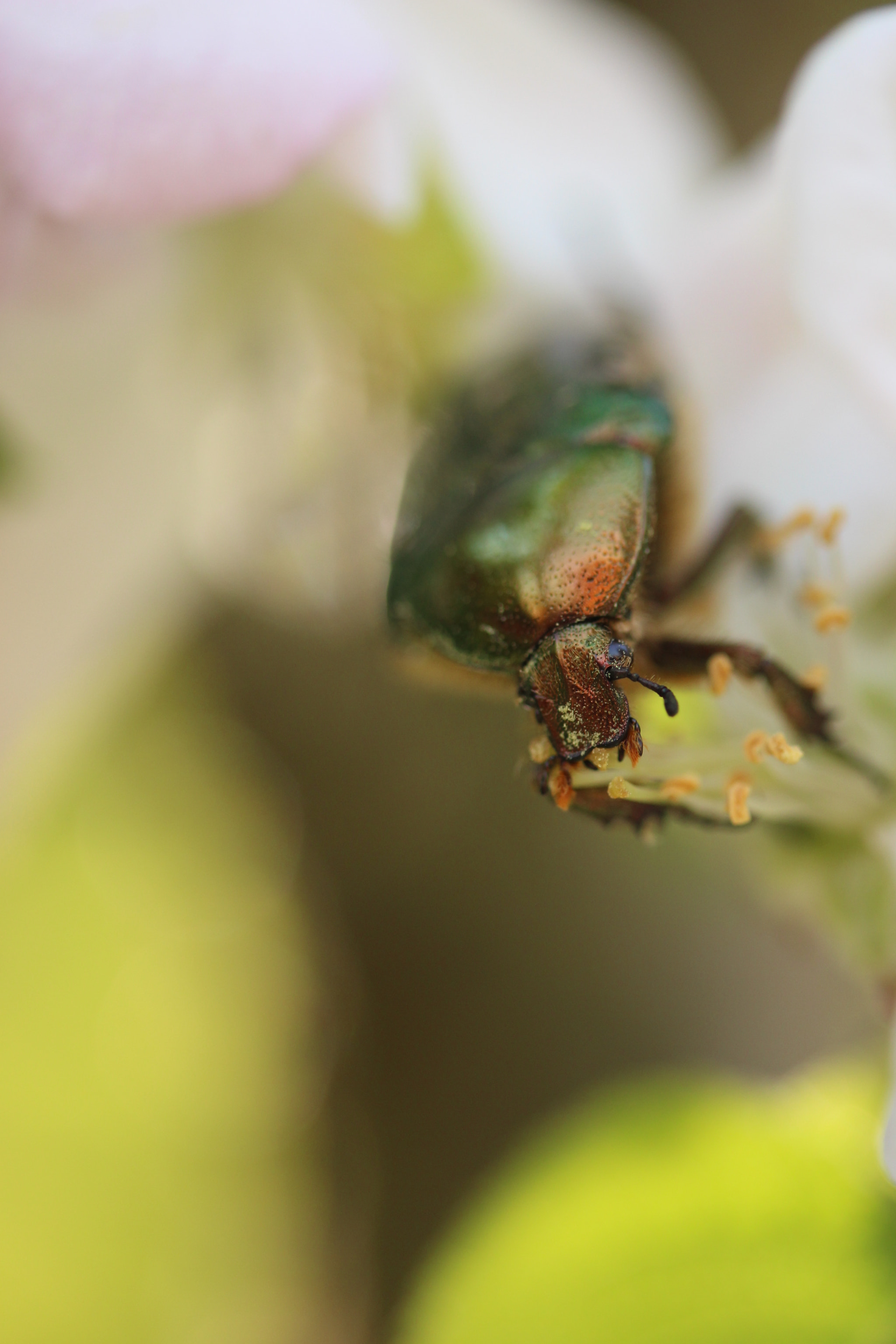 Canon EF-S 60mm F2.8 Macro USM sample photo. Some stranger photography