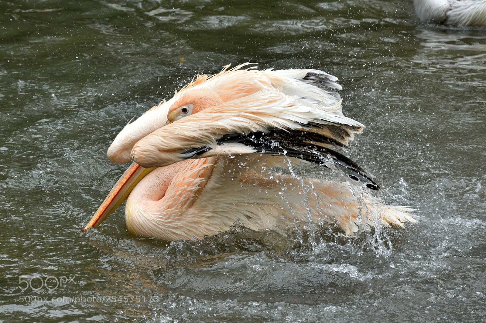 Nikon D5200 sample photo. Pelican photography