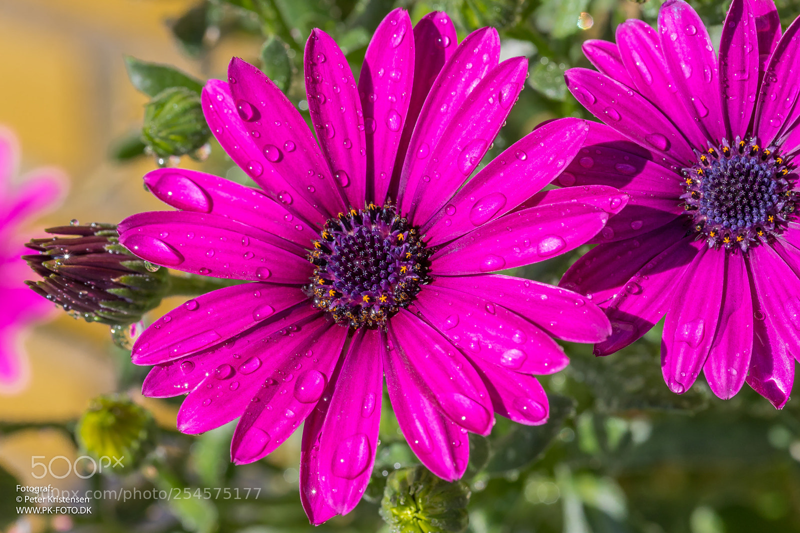 Canon EOS 6D Mark II sample photo. Flower photography