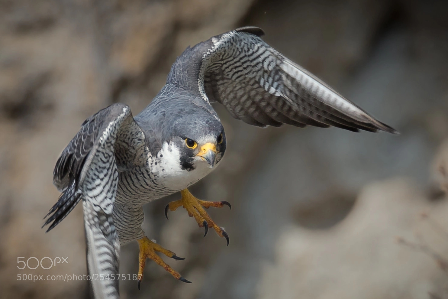 Canon EOS-1D X sample photo. 隼、血に染めて photography