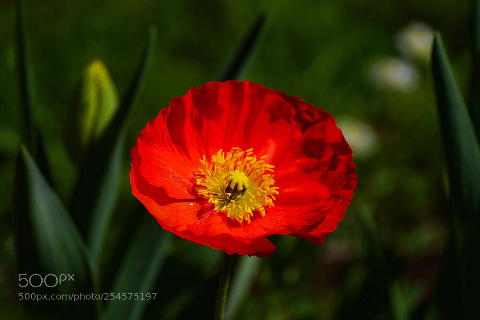 Sony SLT-A77 sample photo. Poppies are red photography