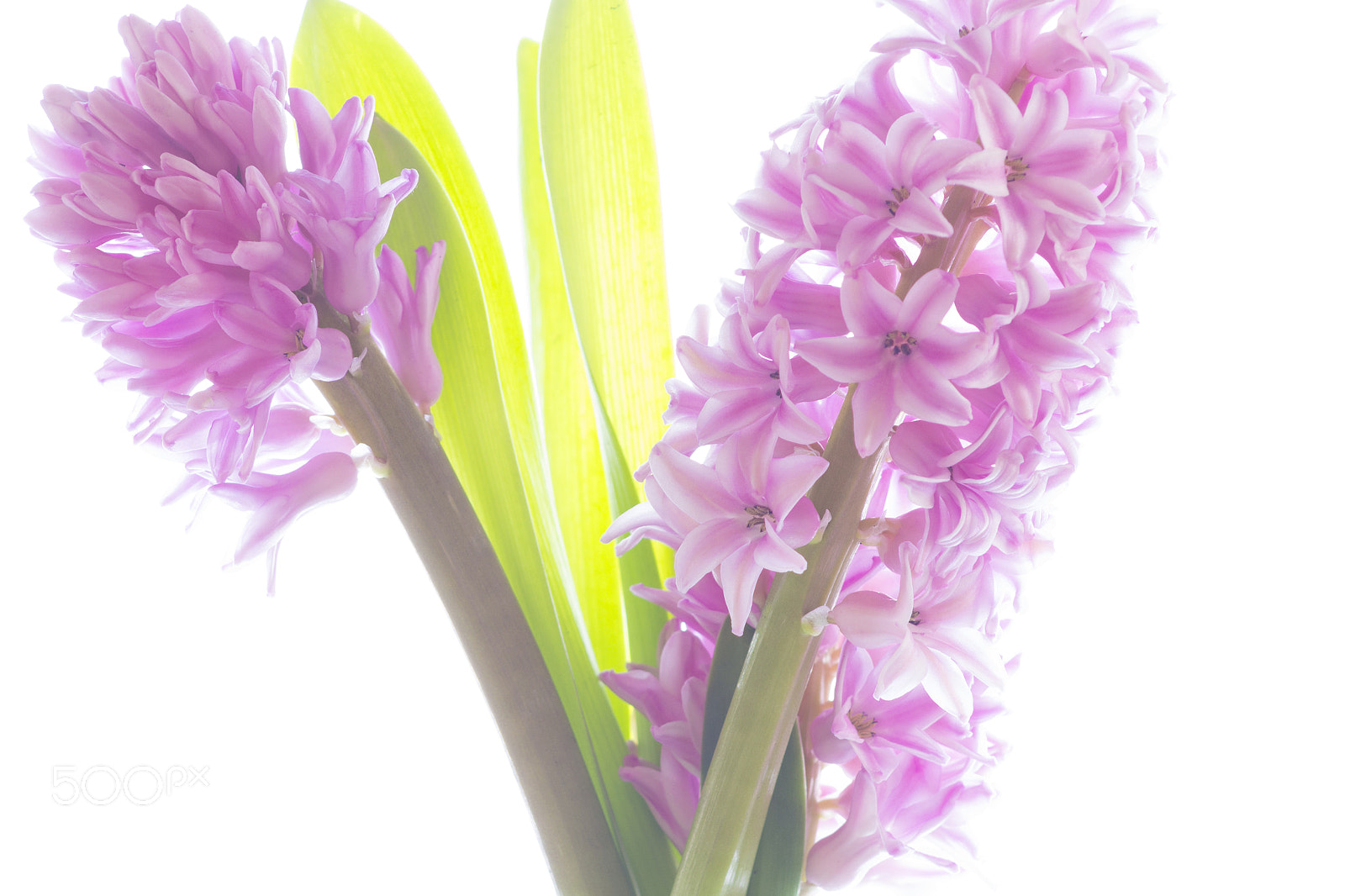 Canon EOS 700D (EOS Rebel T5i / EOS Kiss X7i) sample photo. Hyacinth photography