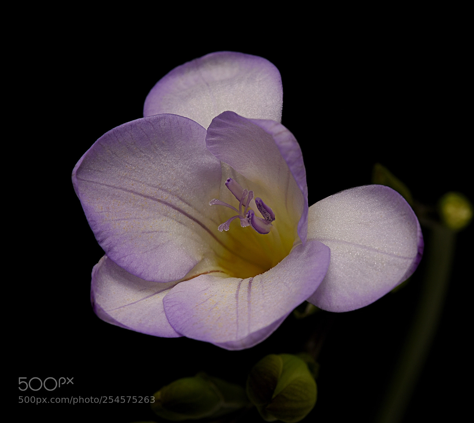 Nikon D810 sample photo. Freesia refracta photography