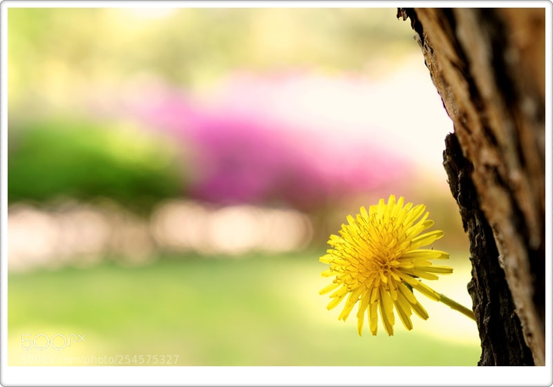 Sony a6000 sample photo. Untitled photography