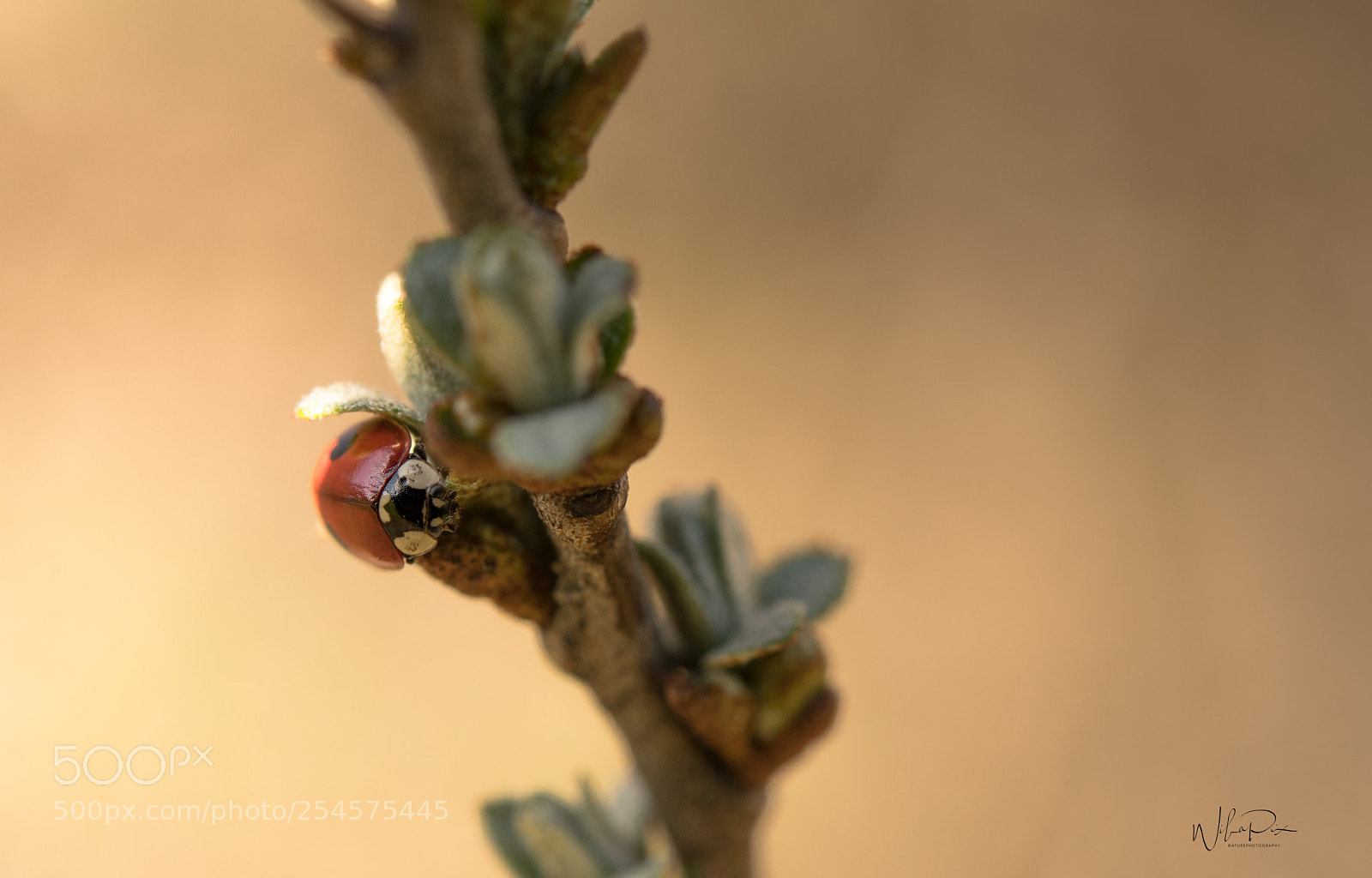 Nikon D500 sample photo. Ladybug in the morninglight photography