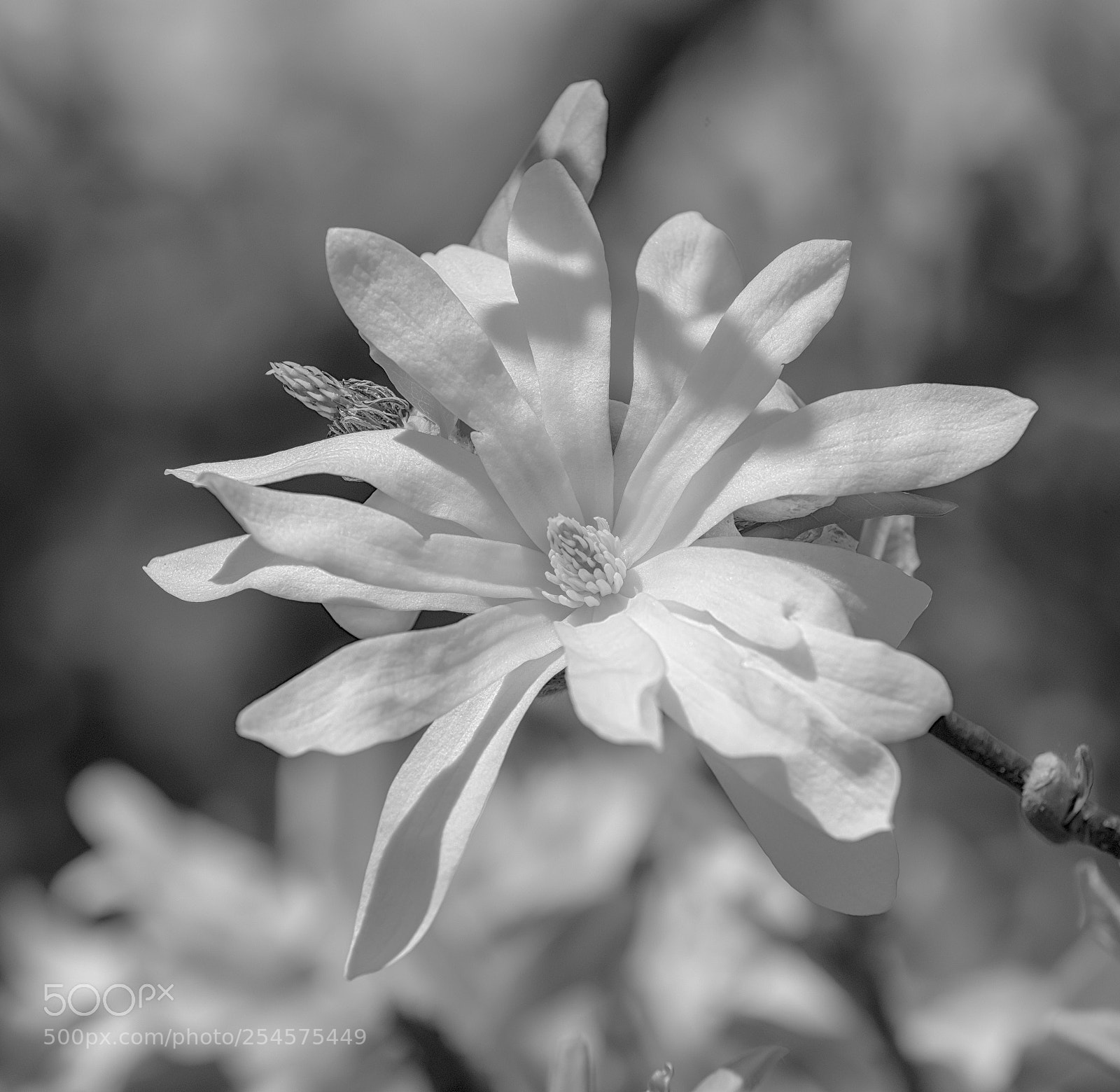Nikon D810 sample photo. White magnolia photography