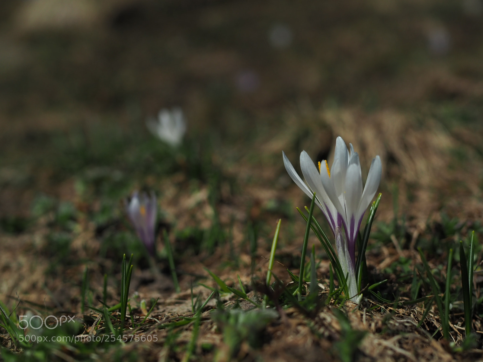 Olympus OM-D E-M10 III sample photo. Krokus @ mountain schlenken photography