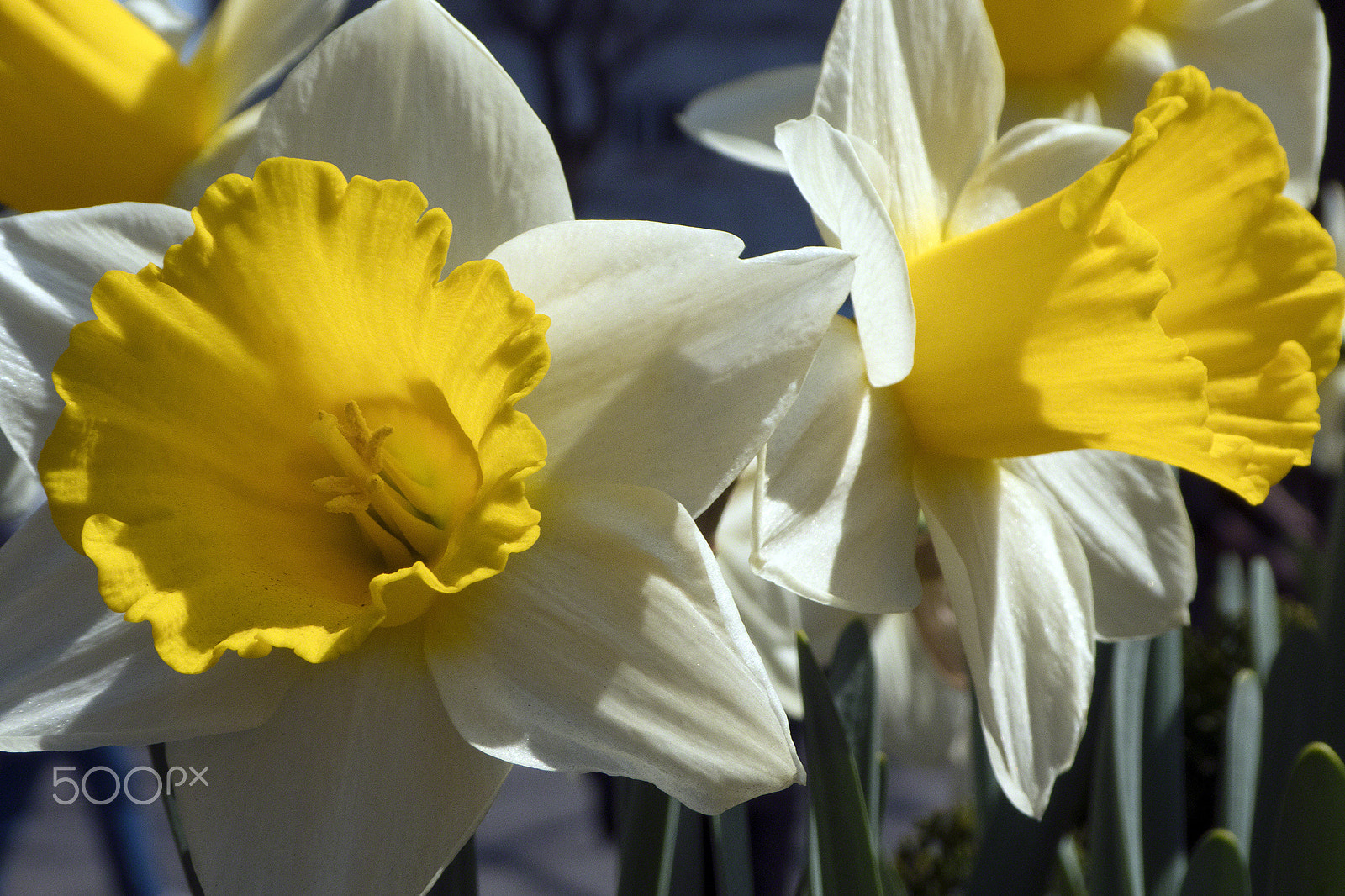 Panasonic DC-ZS70 sample photo. Daffodils madison square 2018 photography