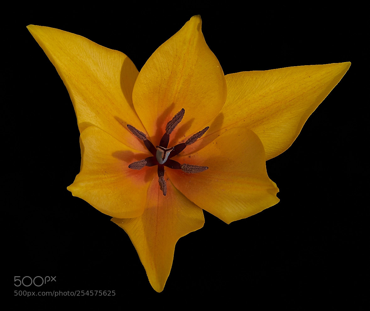 Sony ILCA-77M2 sample photo. Tulpe photography