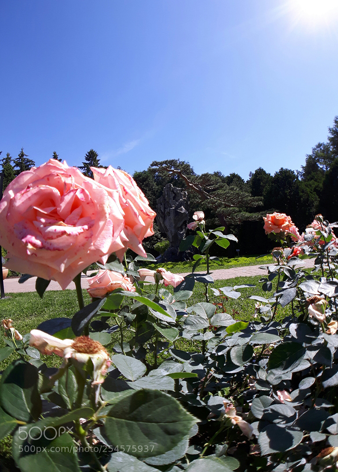 Samsung Galaxy S5 Neo sample photo. Roses photography
