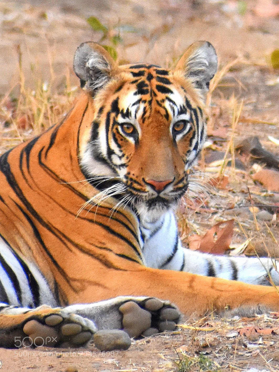 Nikon D7200 sample photo. Bengal tiger photography