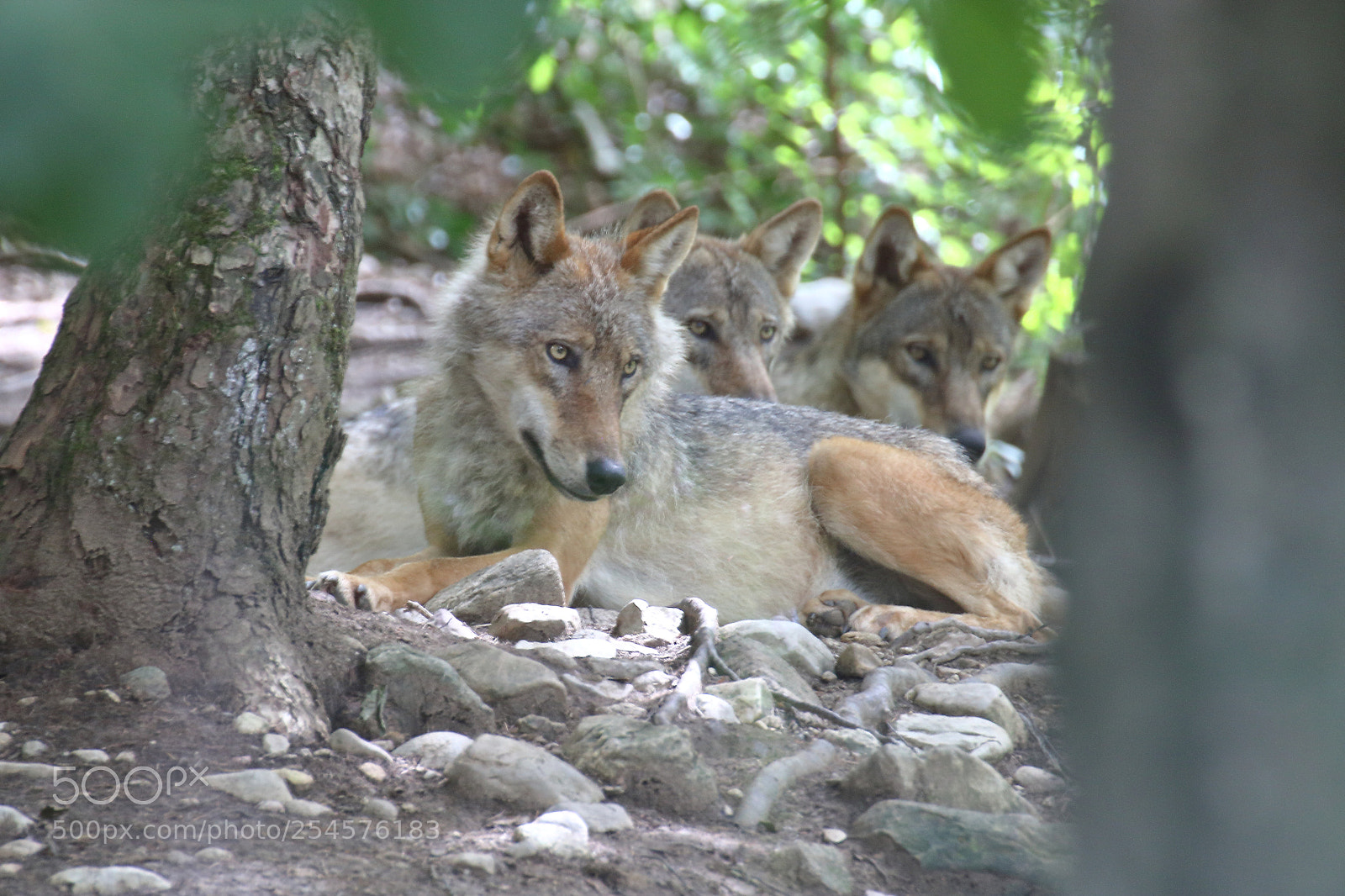 Canon EOS 750D (EOS Rebel T6i / EOS Kiss X8i) sample photo. Wolves photography