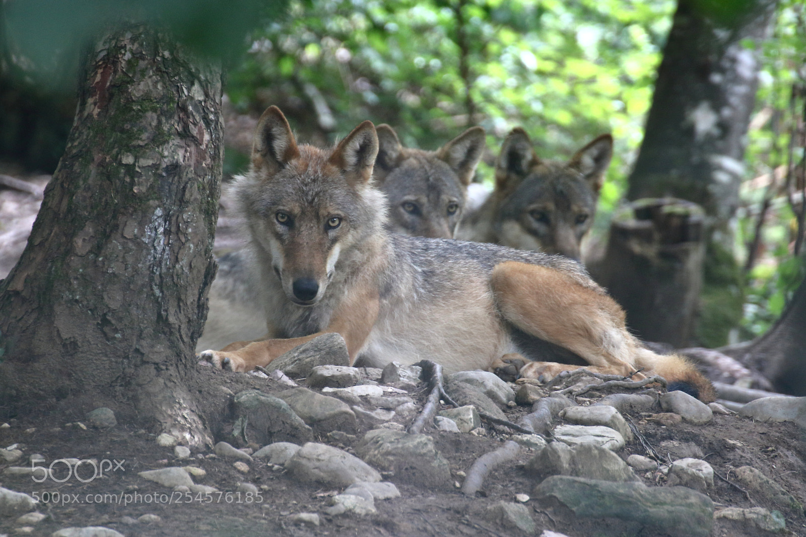 Canon EOS 750D (EOS Rebel T6i / EOS Kiss X8i) sample photo. Wolves photography