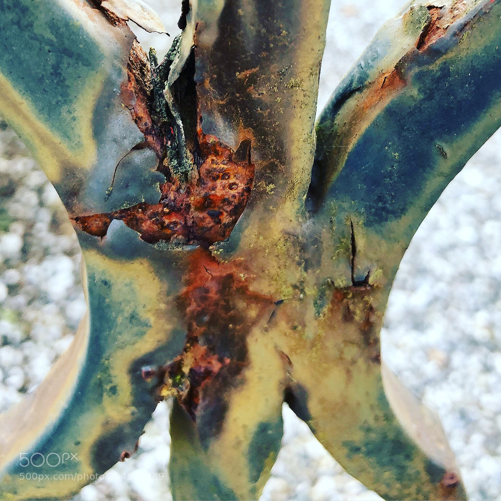 Apple iPhone 8 Plus sample photo. Beautiful old rusty metal photography