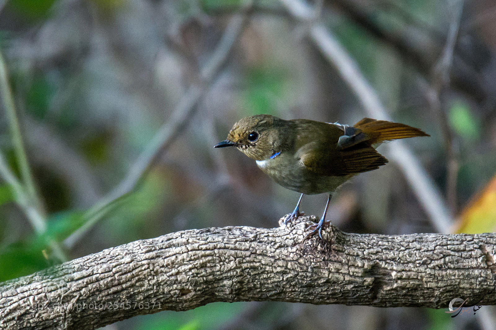 Nikon D7100 sample photo. Rufous-bellied niltava (female) photography