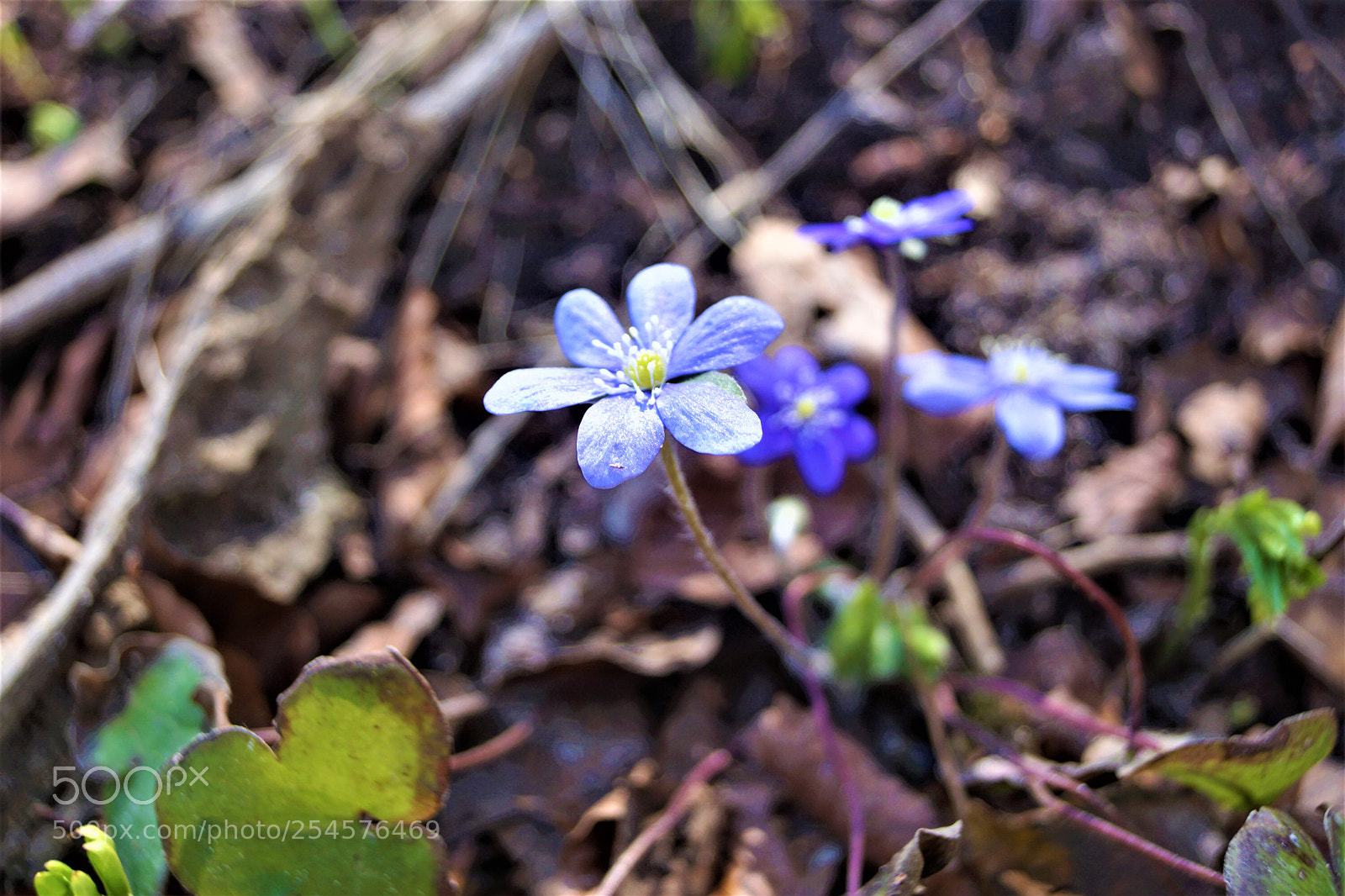 Sony SLT-A65 (SLT-A65V) sample photo. Purple rain photography