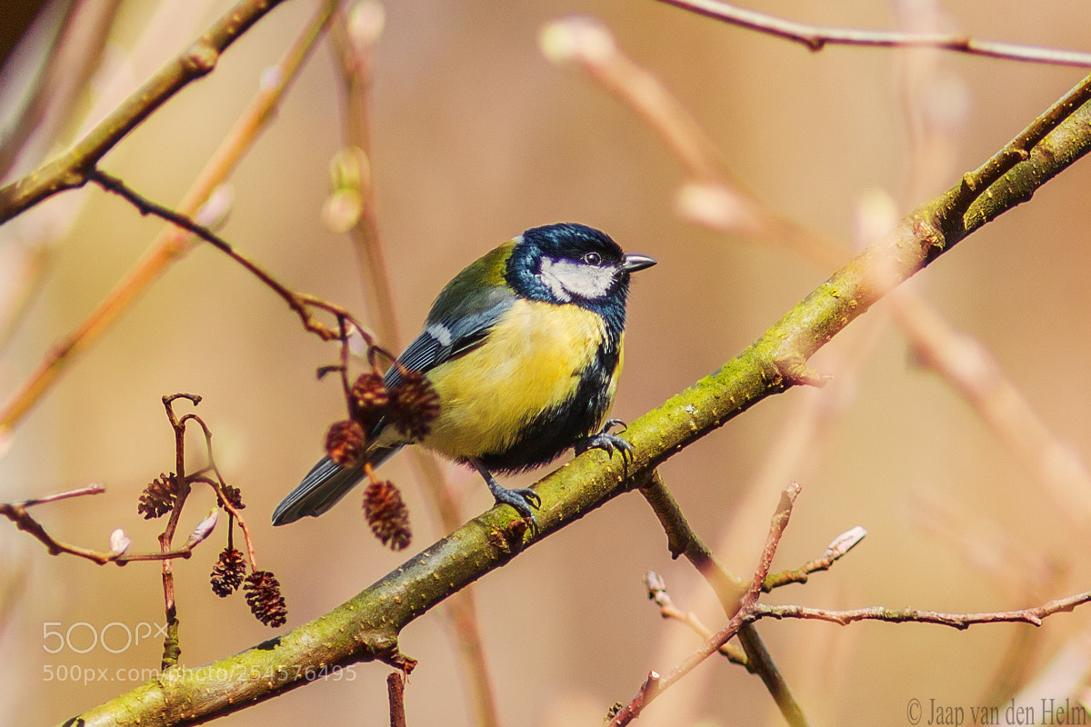 Canon EOS 70D sample photo. Tomtit koolmees photography