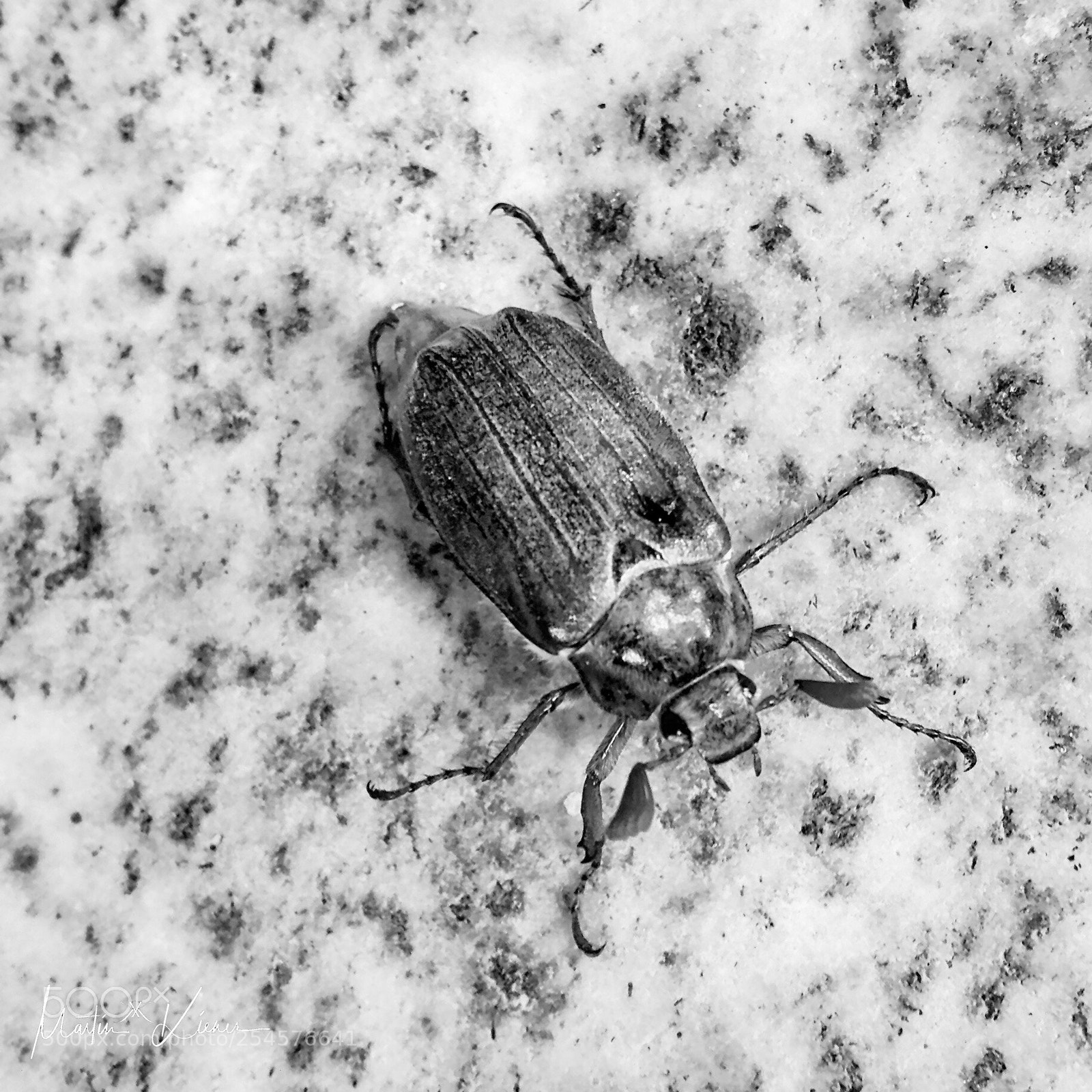 Apple iPhone 8 Plus sample photo. Early-bird cockchafer in mid-april photography