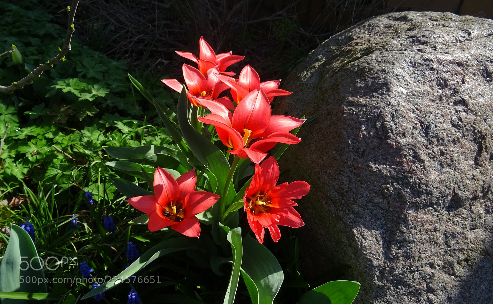 Sony DSC-HX60 sample photo. Springtime... photography