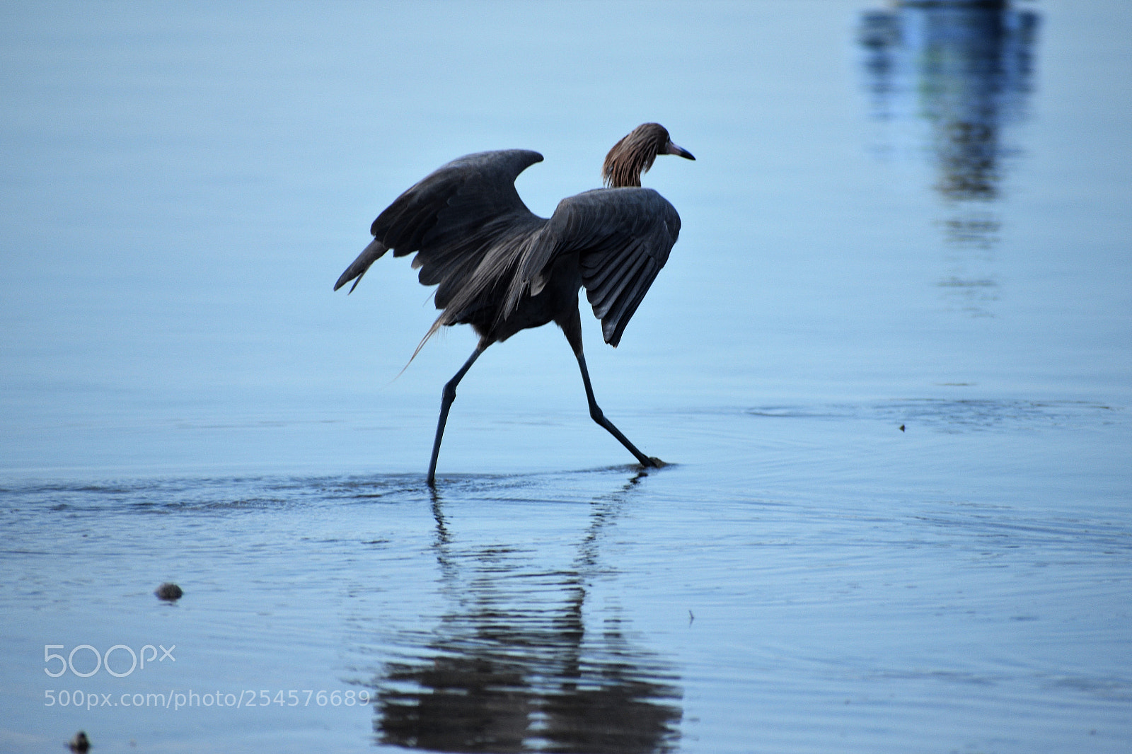 Nikon D3400 sample photo. Morning walk photography