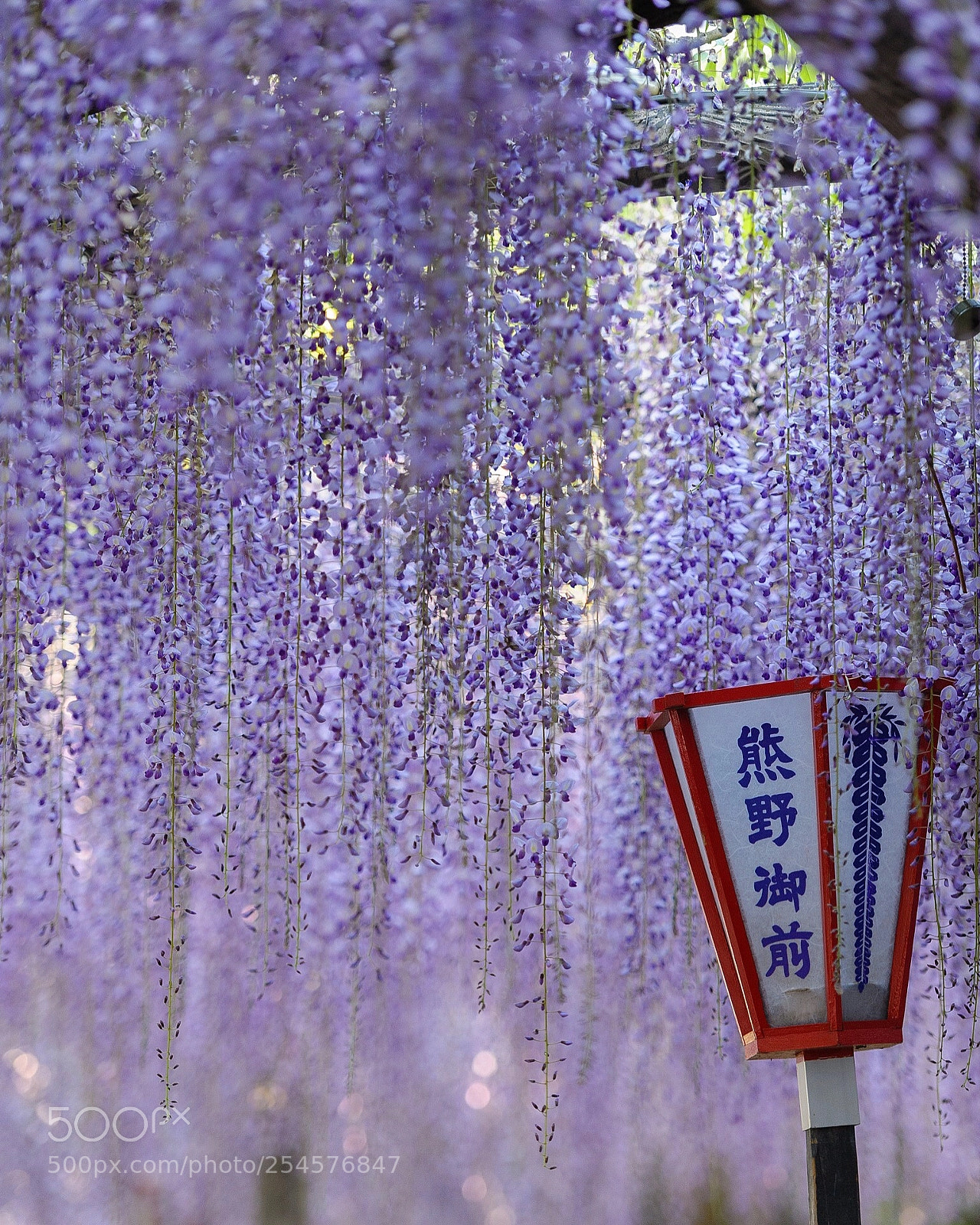 Nikon D700 sample photo. Wisteria photography