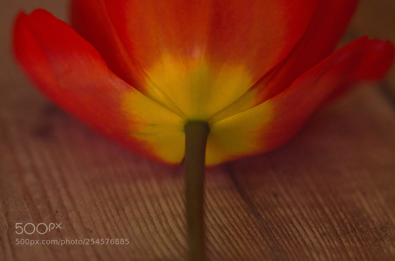 Nikon D7000 sample photo. Cabin stem photography