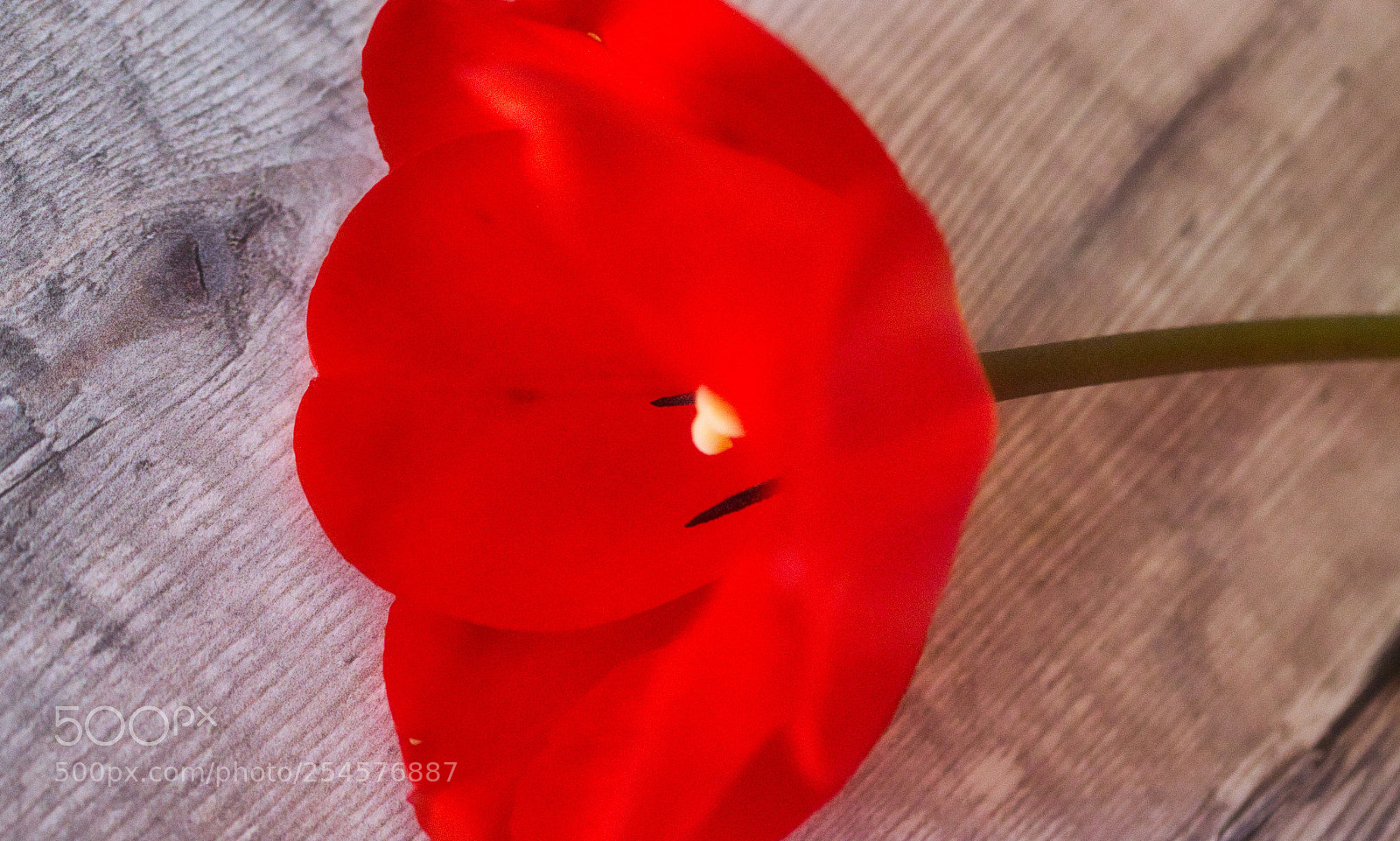 Nikon D7000 sample photo. Red delicate photography