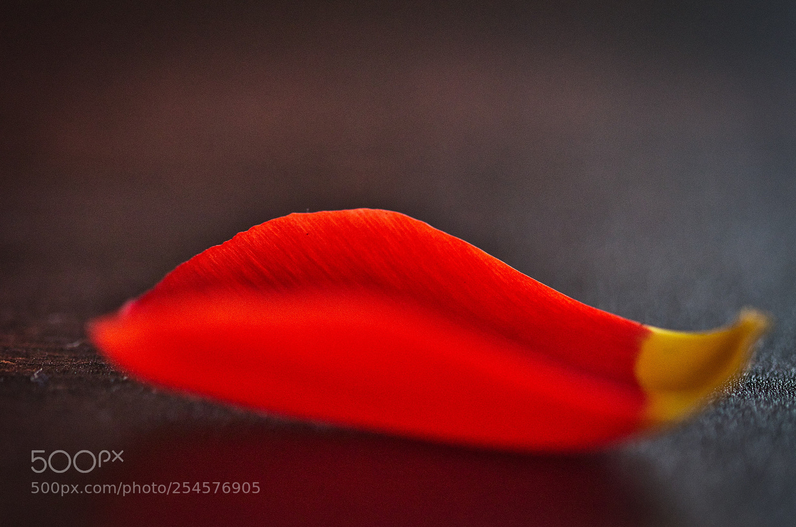 Nikon D7000 sample photo. Glowing petal photography